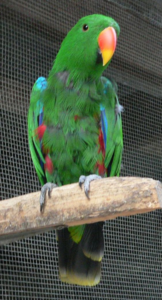 EDIT ExampleOfPluckingInAdult