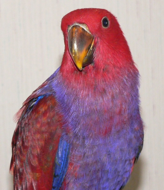 EDIT VosmaeriYoungGirlXP1050285