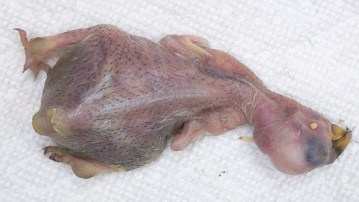 ECLECTUSdeadbabyP1060633